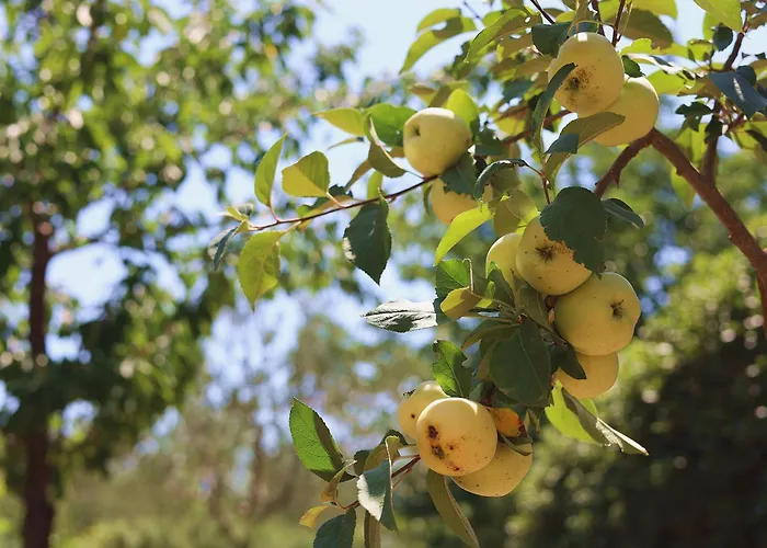 Miranda Np Krka 4* Lozovac